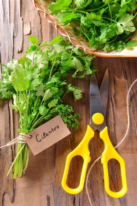 Cilantro Plant: How To Grow, Harvest & Use Them