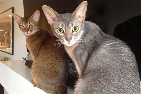 Pin by Airys F on Cat | Abyssinian cats, Cat breeder, Abyssinian