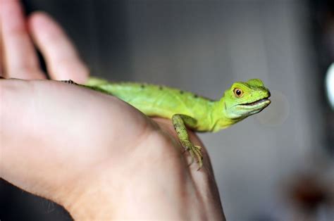 How to Choose and Care for a Pet Lizard | Pet lizards, Lizard, Big lizard