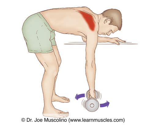 Middle Trapezius - Stretching - Learn Muscles