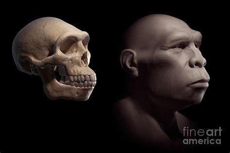 Homo Erectus With Skull Photograph by Science Picture Co - Fine Art America