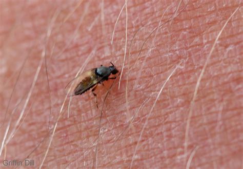 Small House Flies Uk : What Do Gnats Look Like؟ Full Guide | Bodyfowasuse