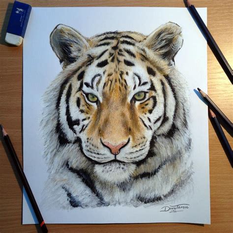 Tiger pencil drawing by AtomiccircuS on DeviantArt | Realistic animal ...