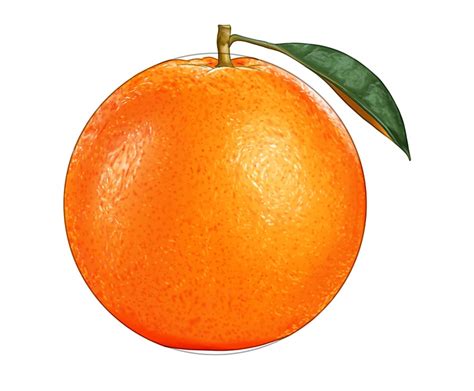 Realistic Orange Drawing