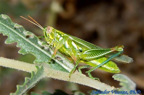 Orthoptera-Acrididae-Hesperotettix viridis viridis-Snakeweed ...