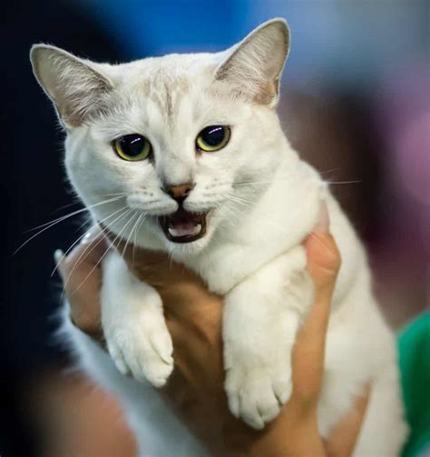 Gatto Burmilla: tutto sul carattere, il prezzo e gli allevamenti - MicioGatto.it