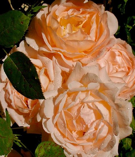 Tamara rose | English roses, Rose, Fragrant roses