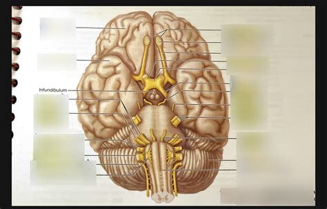 Cranial nerves Diagram | Quizlet