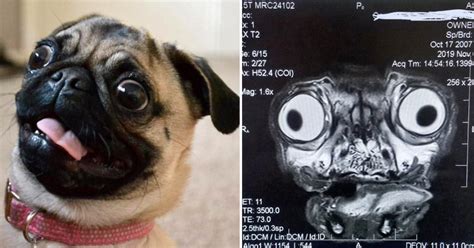 People Freak Out Over This Mildly Terrifying MRI Scan Of A Pug - 9GAG