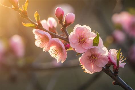 Peach Blossom Flower Meaning, Symbolism & Spiritual Significance ...