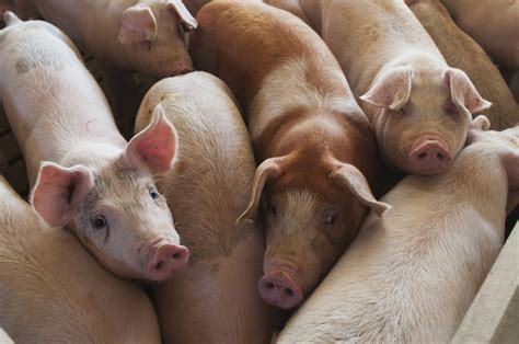 US pig fattening: Millions of pigs cannot be processed