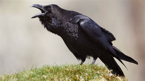 raven talking bird hd widescreen wallpaper / birds backgrounds