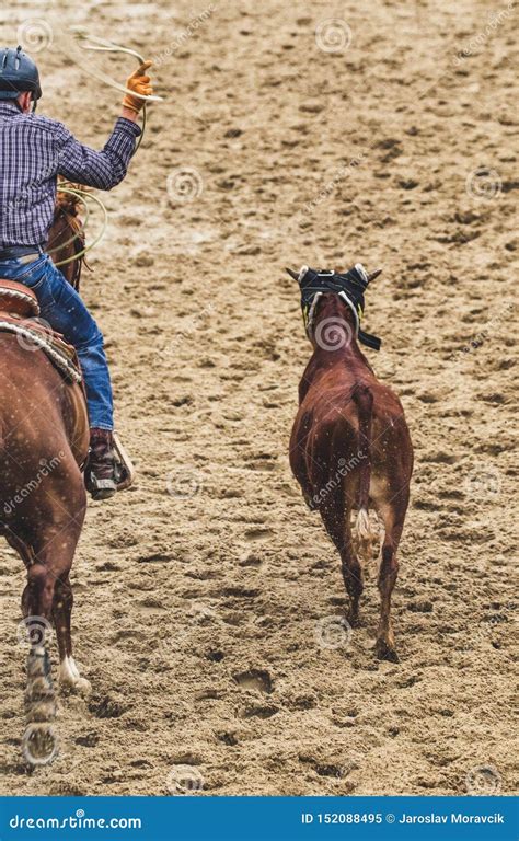 Cowboy roping a calf editorial image. Image of arena - 152088495