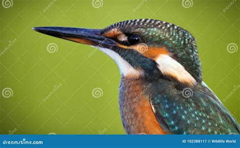 Kingfisher. Portrait. Close Up Stock Image - Image of green, wildlife: 102388117