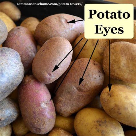 Potato Towers - Best Varieties to Grow and Other Tips for Success