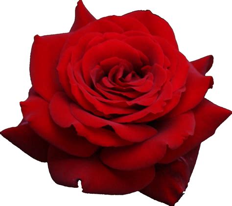 Free Red Rose Transparent Background, Download Free Red Rose ...