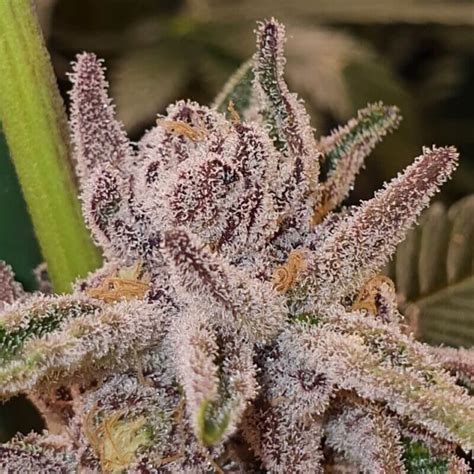 Tropicana Cookies feminised seeds by Paisa Seeds, GSC x Tangie