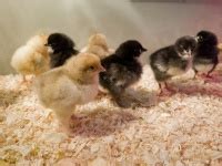 Small Chicks Free Stock Photo - Public Domain Pictures