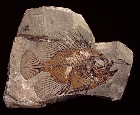 Fossil Fish Photograph by Natural History Museum, London/science Photo Library | Pixels