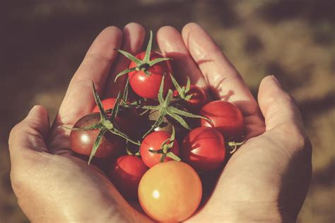 Tomato domestication involved agricultural societies from Peru to Mexico