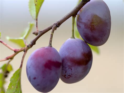 Growing Plums In Georgia at Ruth Glidden blog