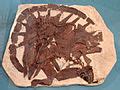 Category:Toxochelys fossils - Wikimedia Commons