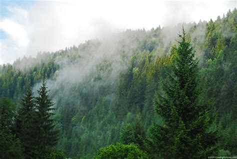 Third of Conifers Under Threat of Extinction, Study Says | Earth First! Newswire