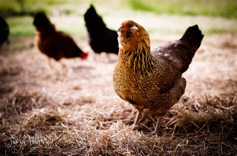 Puffy Cheeked Ameraucana | Chicken, Fluffy chicken, Chicken batter