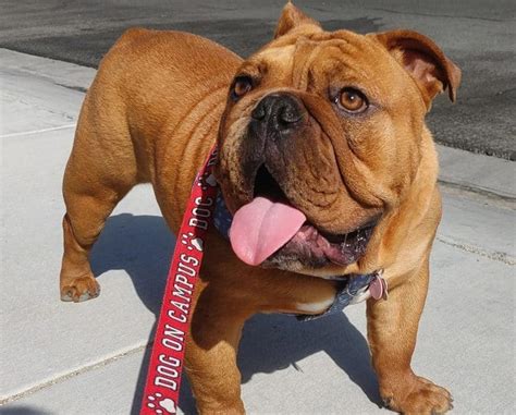 English Bulldog Colors: The Standard & Rare Bulldog Coat Colors - K9 Web