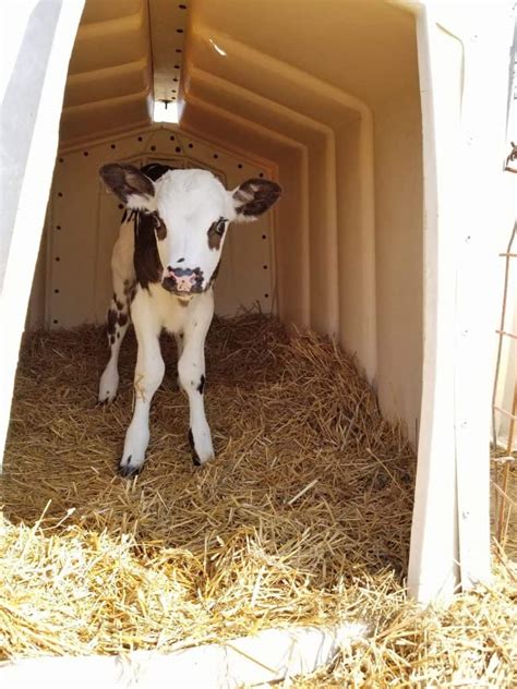 What is a calf hutch? - Dairy Carrie