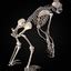 chimpanzee skeleton 3ds