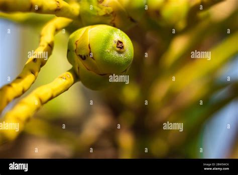 Born coconut tree hi-res stock photography and images - Alamy