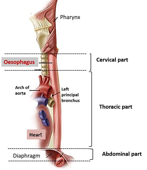 Oesophagus , sites of constrictions, arterial supply and venous ...