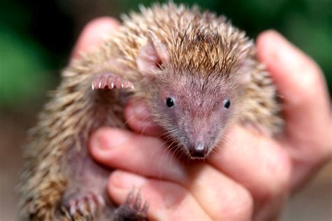 Tenrec | San Diego Zoo Animals & Plants