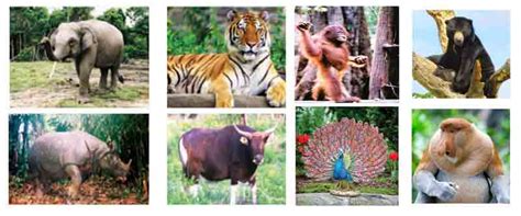 Fauna tipe Asiatis, Fauna tipe Peralihan dan Fauna tipe Australis ~ Juragan Les