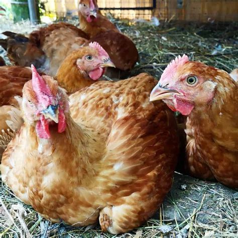 Red Ranger Chicken: Eggs, Height, Size and Raising Tips