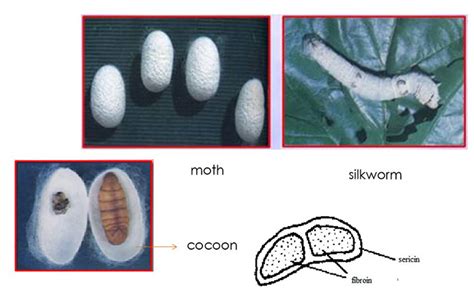 Types Of Fibers With Pictures & Their Properties