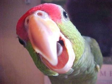 Handy tips to tame aggression in birds Parrot Pet, Parrot Toys, Parrot ...