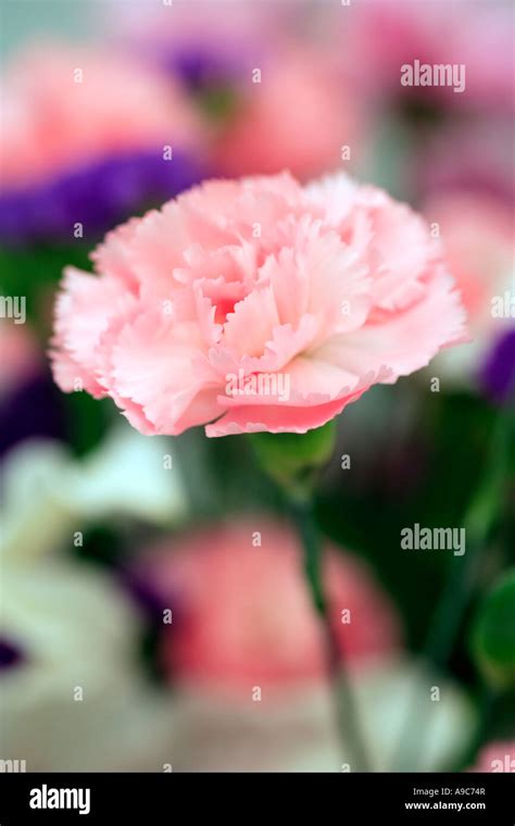 Pink Carnation in Bouquet Stock Photo - Alamy