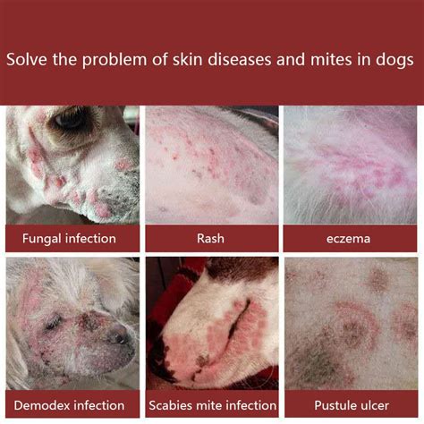 Dog Skin Ulcer Spray 120ml Pet Fungal Infection Dermatitis Mite Itching | danielaboltres.de