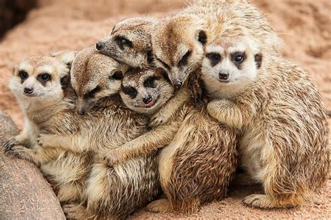 Cute Meerkats