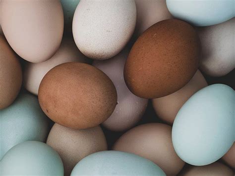 20 Chickens That Lay Colored Eggs [Brown/Blue/Green/Pink]