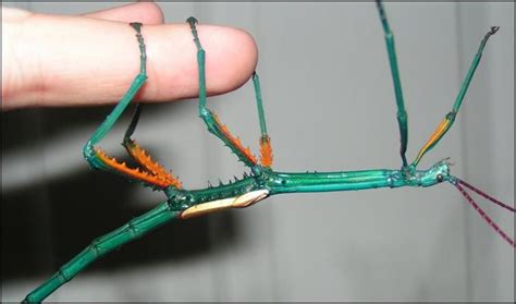 Madagascan Blue - Achrioptera fallax - Found in Madagascar, this stick ...