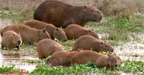 Capybara Facts | Anatomy, Diet, Habitat, Behavior