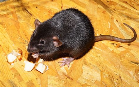 Conheça algumas curiosidades sobre os ratos | Pet rats, Getting rid of rats, Pet rodents