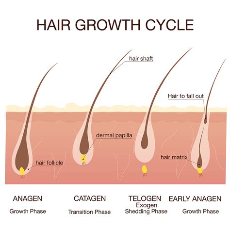 Electrolysis Regrowth Questions Answered - Electrolysis By Shelly Blog