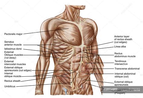 38+ Anatomy Diagram Of Abdomen Images