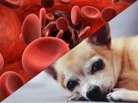 Hemolytic Anemia In Dogs - IMHA in Dogs Causes, Symptoms and Treatment