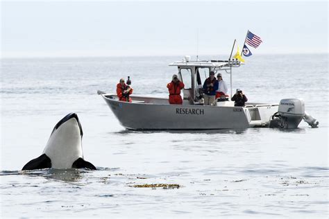 Killer whale habitat protections bring uncertainty for fisheries | Ha ...