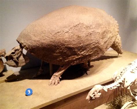 Glyptodon - a photo on Flickriver